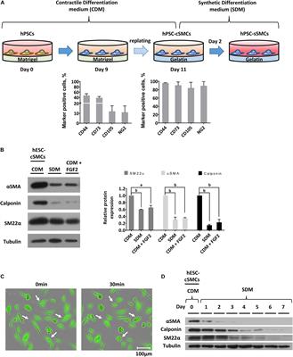 Tissue Engineering Using Vascular Organoids From Human Pluripotent Stem Cell Derived Mural Cell Phenotypes